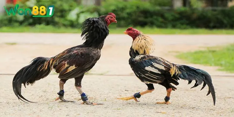 ap dung ky thuat vao nghe ra nghe giup chien ke ban chiu dung duoc nhung don tan cong hiem Áp dụng kỹ thuật vào nghệ, ra nghệ giúp chiến kê bạn chịu đựng được những đòn tấn công hiểm