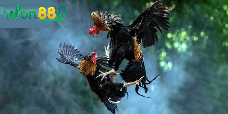 co nhieu loai hinh tham gia da ga truc tuyen khac nhau Có nhiều loại hình tham gia đá gà trực tuyến khác nhau