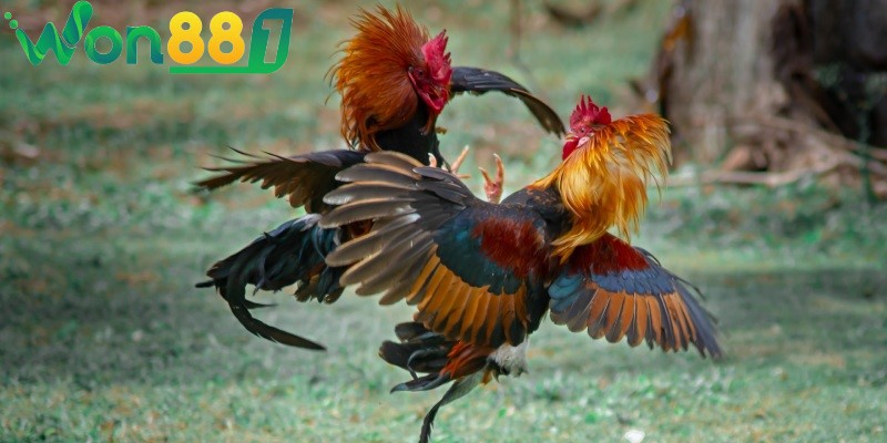 giao dich dat cuoc da ga nhanh chong bao mat cao Giao dịch đặt cược đá gà nhanh chóng, bảo mật cao