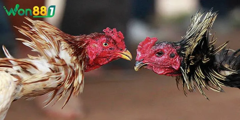 meo chon giong ga da chuan xac Mẹo chọn giống gà đá chuẩn xác