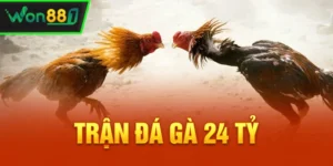 Trận đá gà 24 tỷ: Cuộc chiến lịch sử tại đấu trường THOMO
