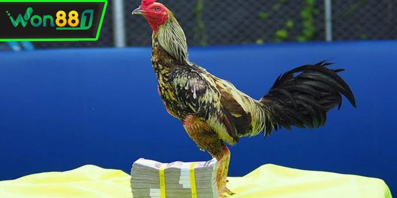 tran da ga 24 ty gay chan dong gioi mo dieu Trận đá gà 24 tỷ gây chấn động giới mộ điệu
